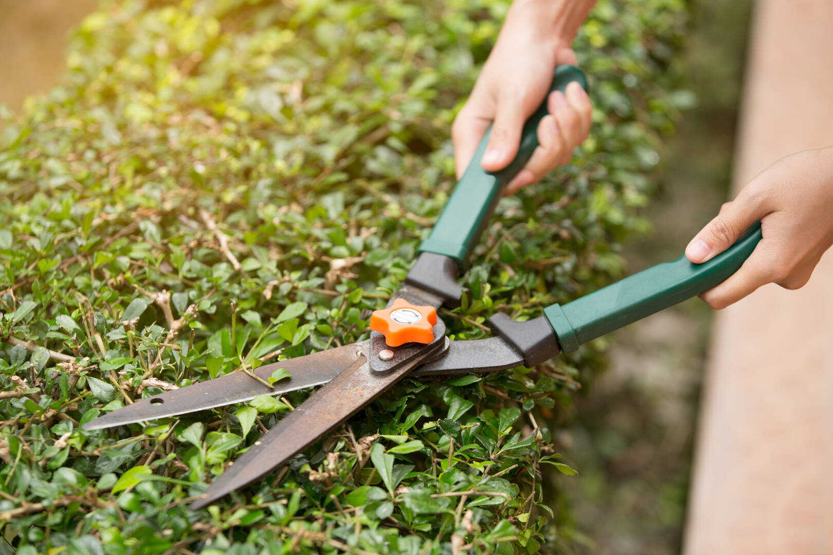 Tomax Tree Service